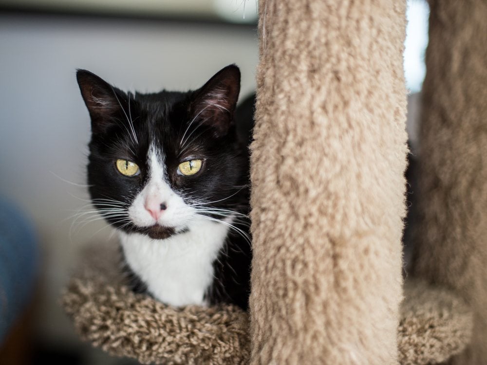 A cat beside a short, carpet-covered scratching post