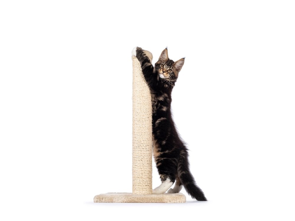 A kitten stretched full length up a tall sisal scratching post