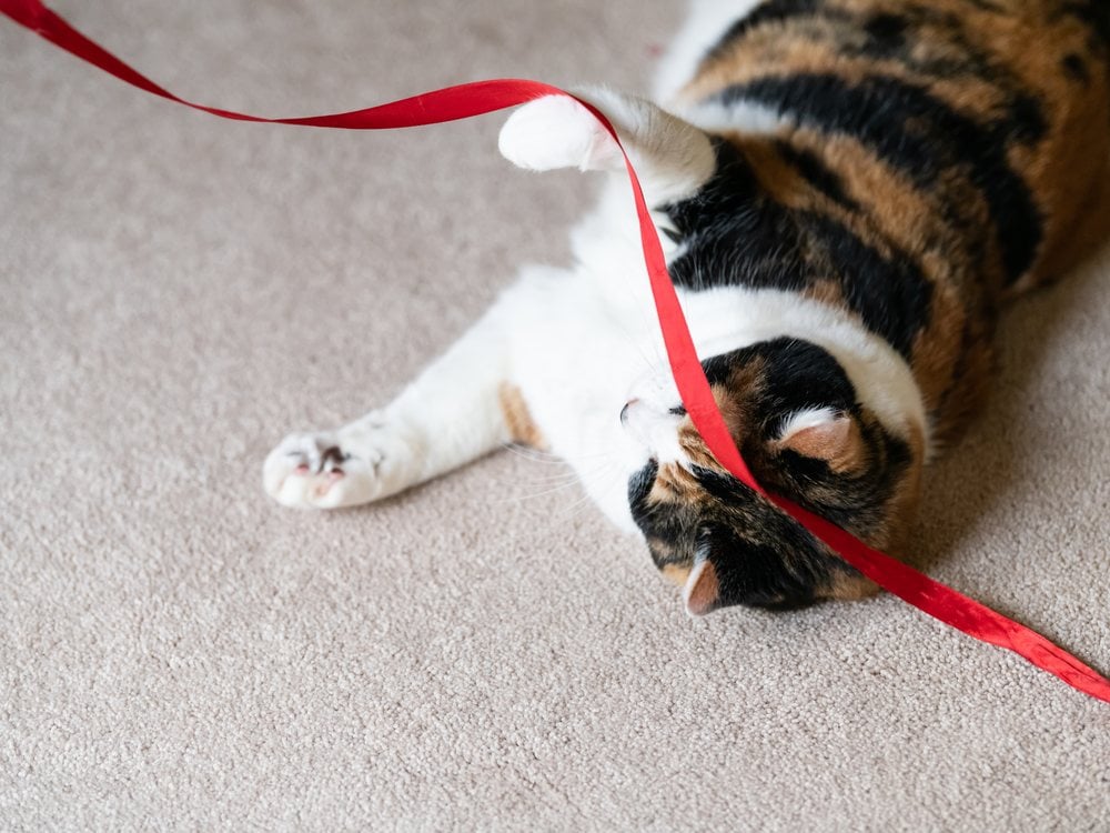 A cat playing with a loose red ribbon on the carpet
