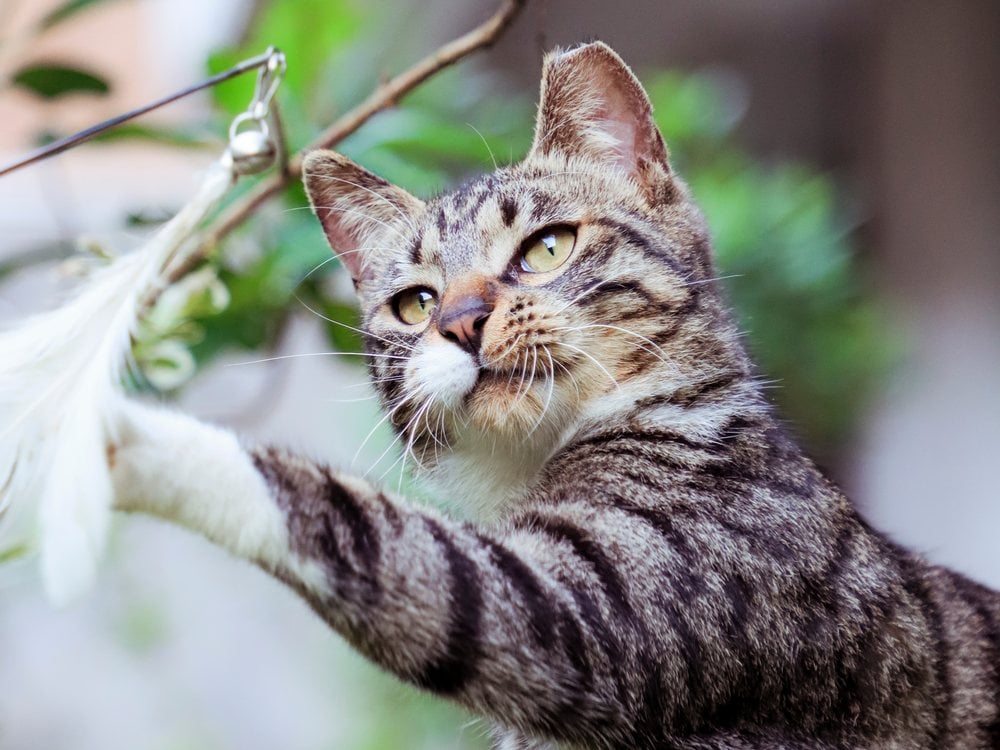 A tabby cat leaping at a feather wand toy