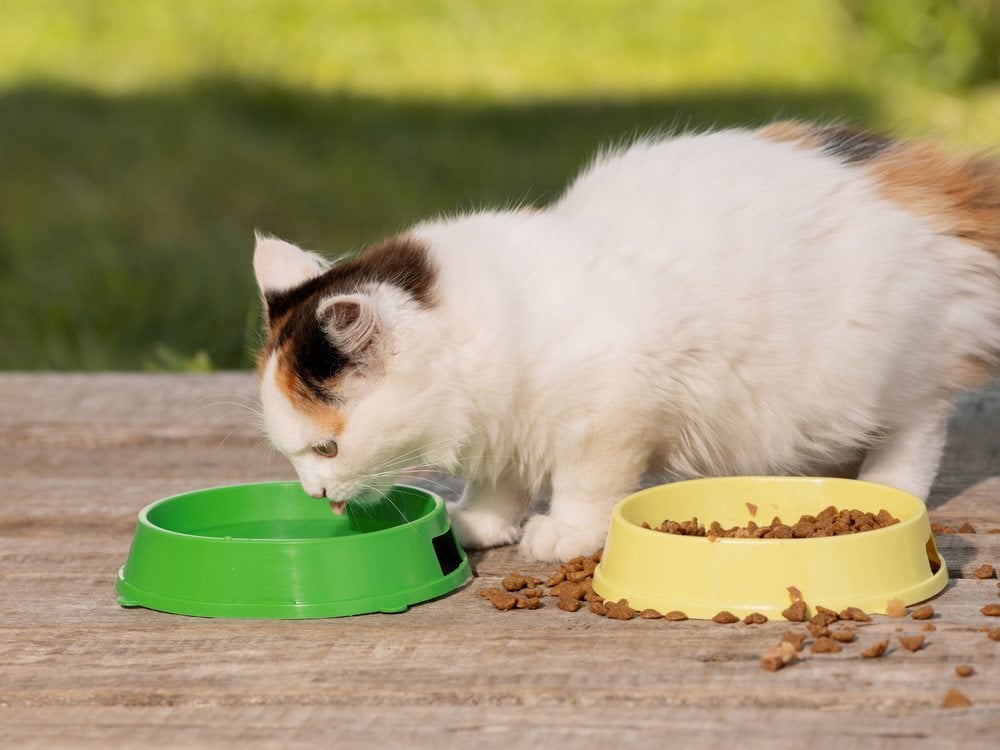 A cat drinking from a water bowl set right beside its food bowl