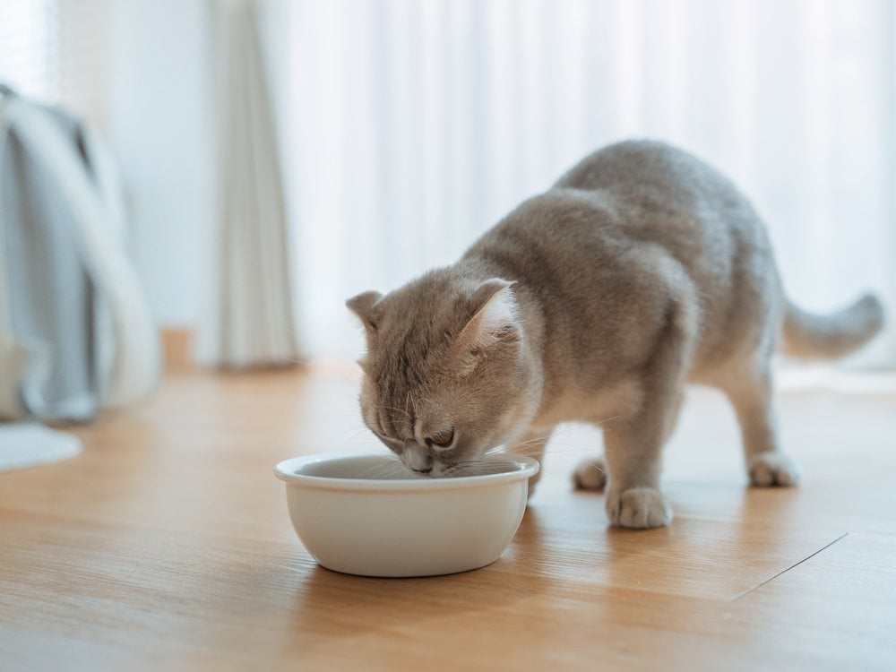 A cat drinking from a bowl on its own in an open room