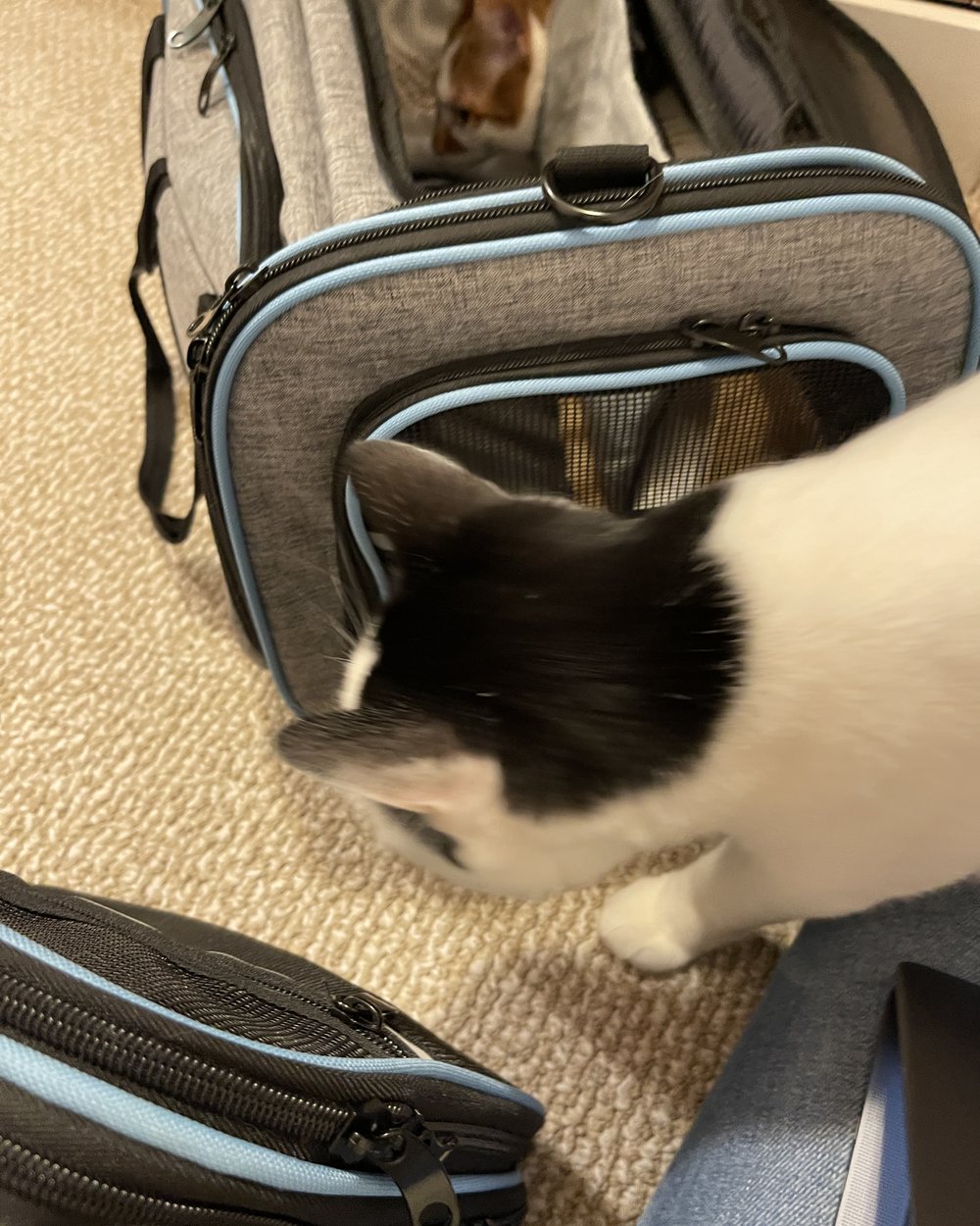 Louis sniffing the front of a gray soft carrier, with Thelma tucked inside.