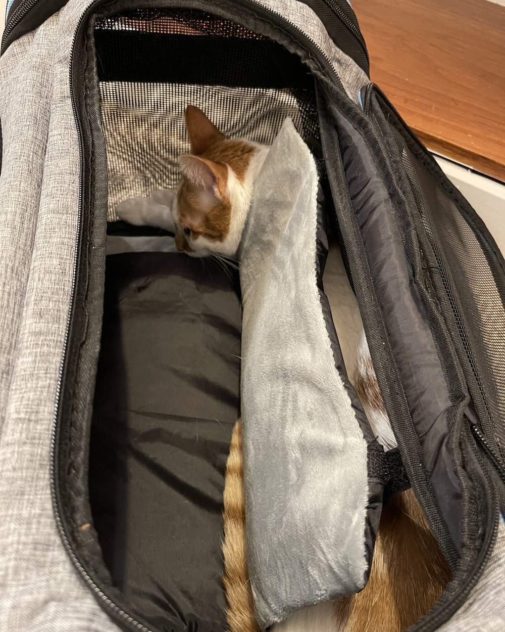Thelma lying inside an open gray soft carrier lined with a fleece pad.