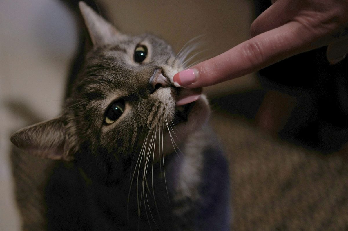 Tabby cat looking up while licking the tip of a person's finger, tongue just visible
