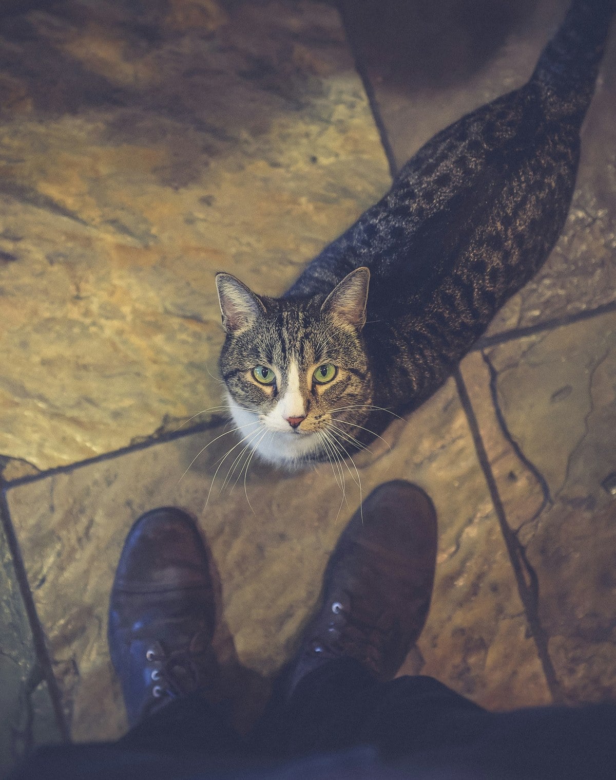 A tabby cat on a tile floor looking up at a person standing over it