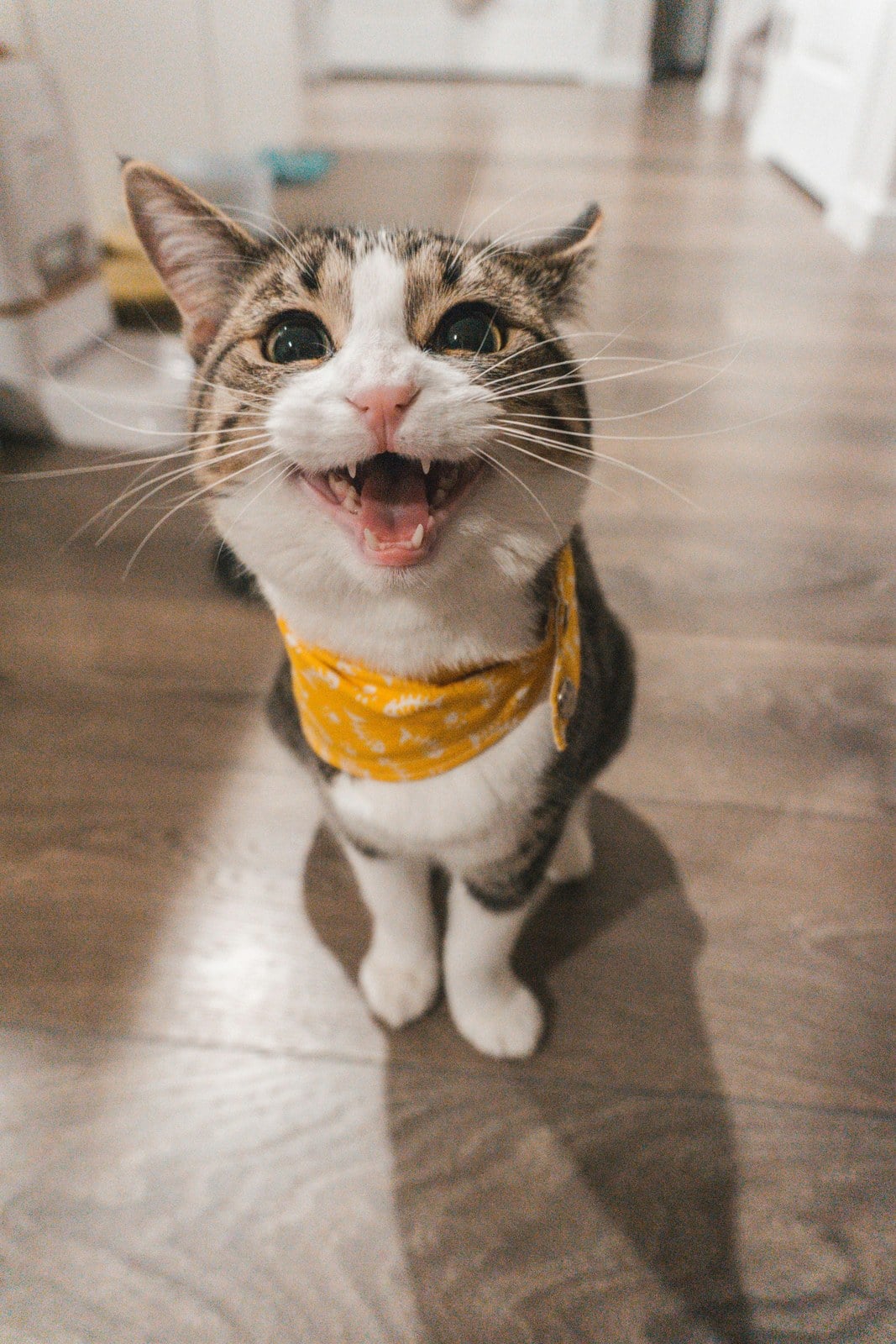 A brown tabby cat in a yellow bandana with its mouth open mid-meow
