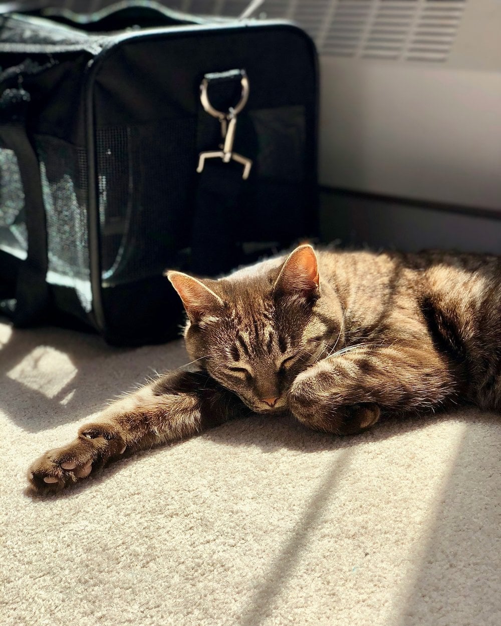 A tabby cat napping in a patch of sun beside a soft-sided cat carrier