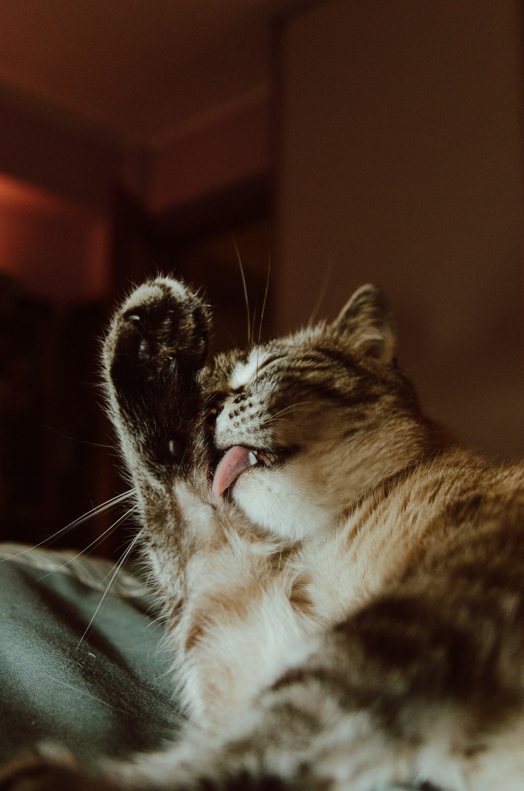 A tabby cat grooming with one paw raised up over its ear