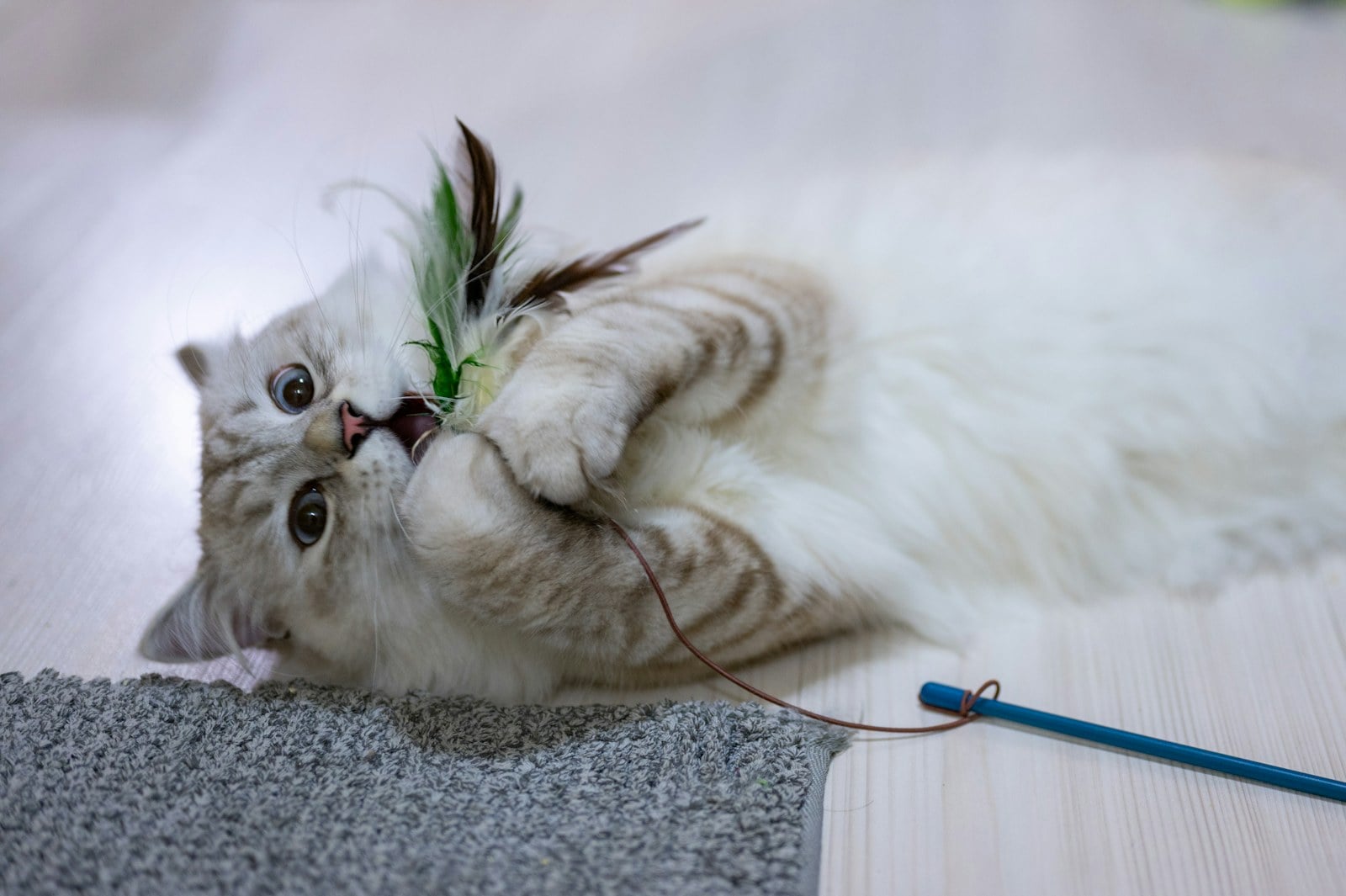 A fluffy gray-and-white cat on its back, biting a feather wand toy
