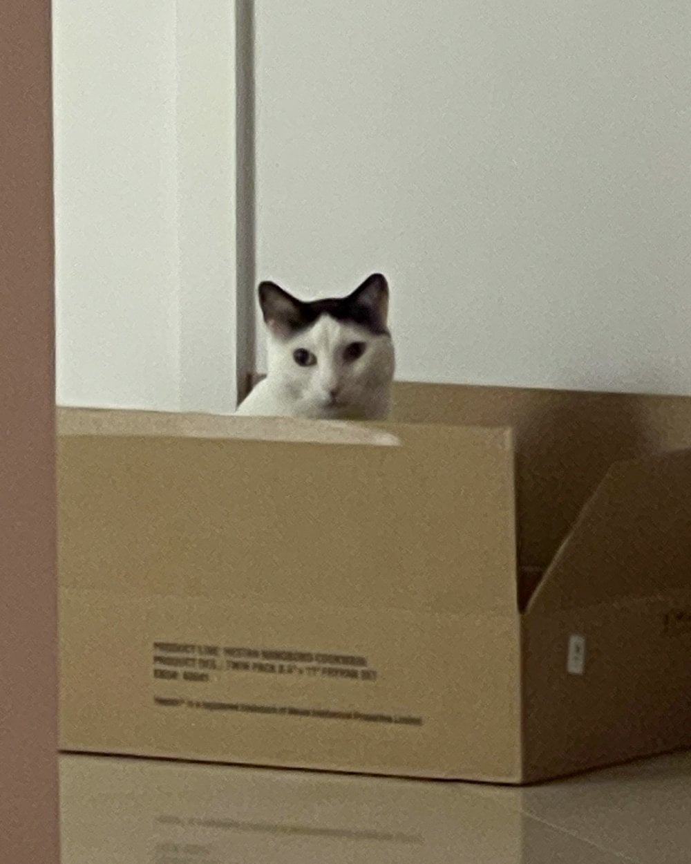 Louis peeking over the edge of a cardboard box.