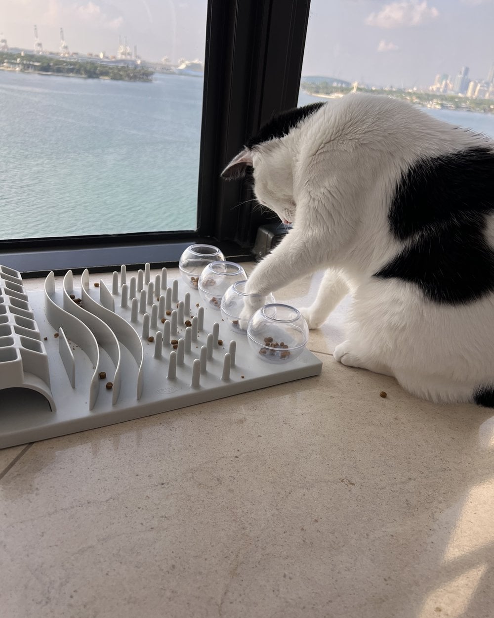Louis pawing at a cup on his gray puzzle feeder by the window.