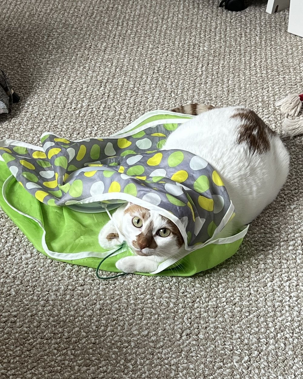 Thelma peeking out of her PawSpik hide-and-seek play mat on the carpet.