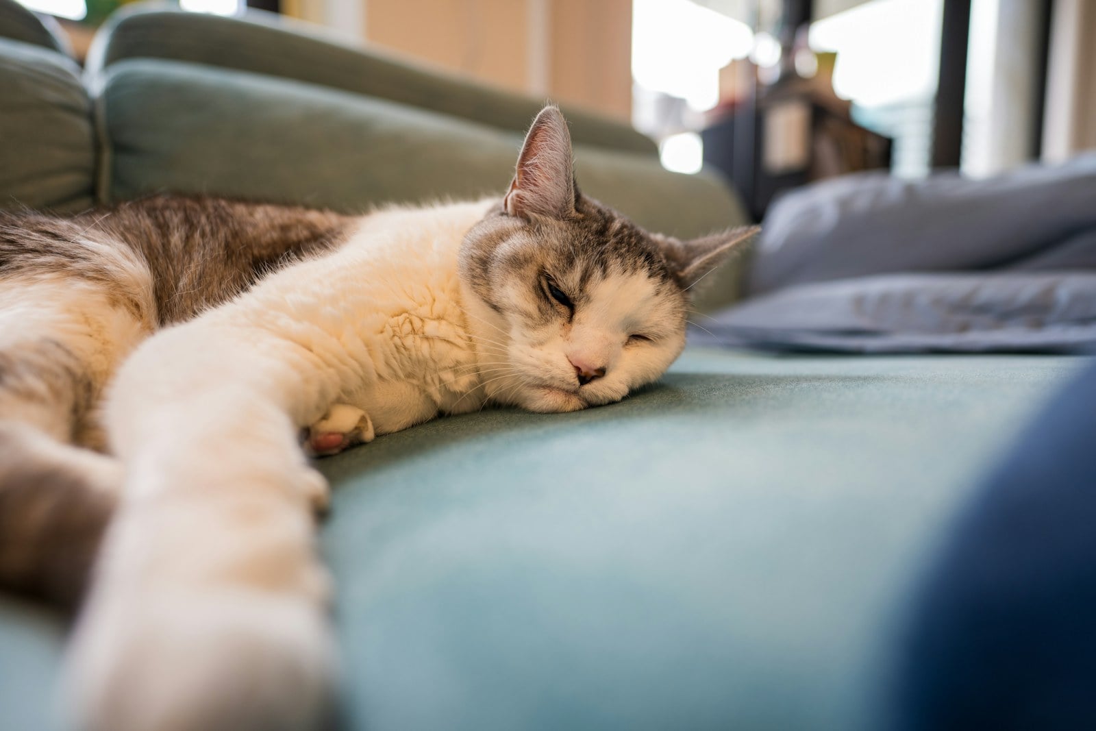 A cat stretched out asleep on a teal sofa