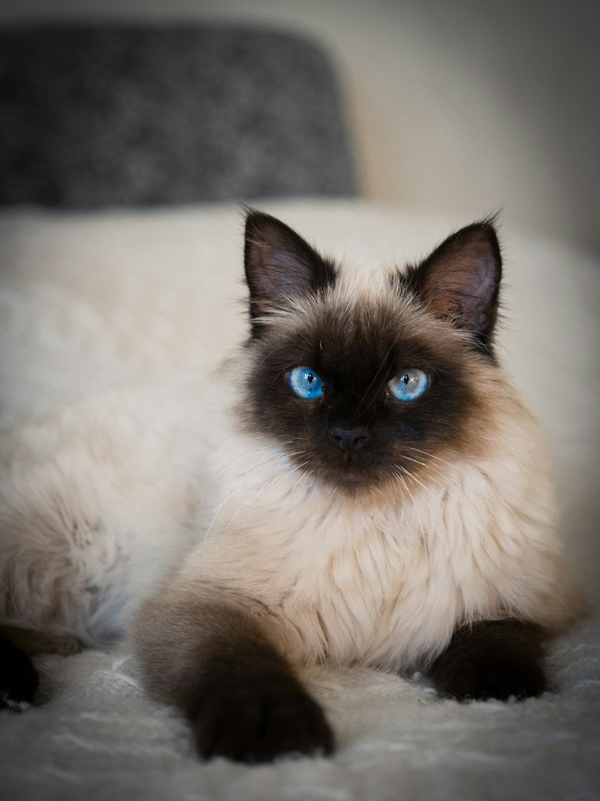 A seal colorpoint Ragdoll cat with a dark face and no white markings lying on a chair