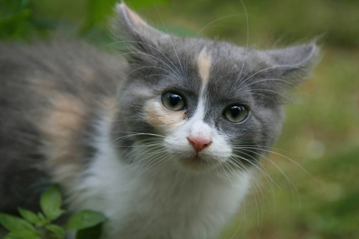 A gray and white kitten with cream patches on its forehead and body, sitting in green leaves
