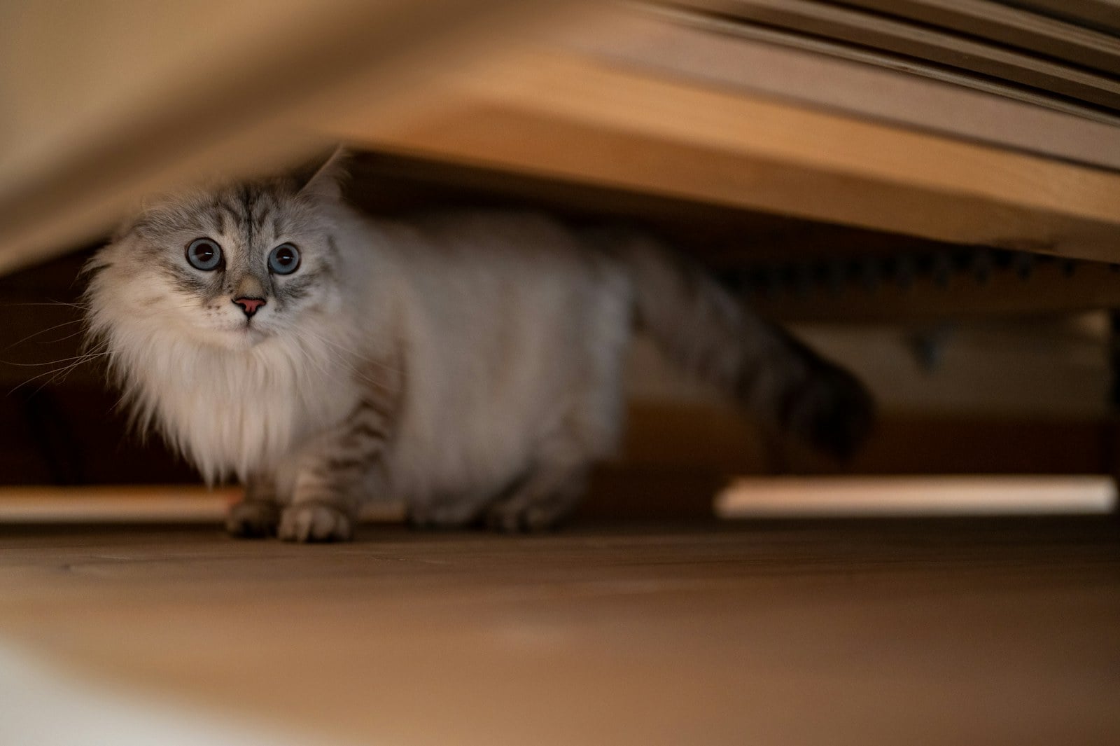 A fluffy cat crouched low, peeking out from under a piece of furniture