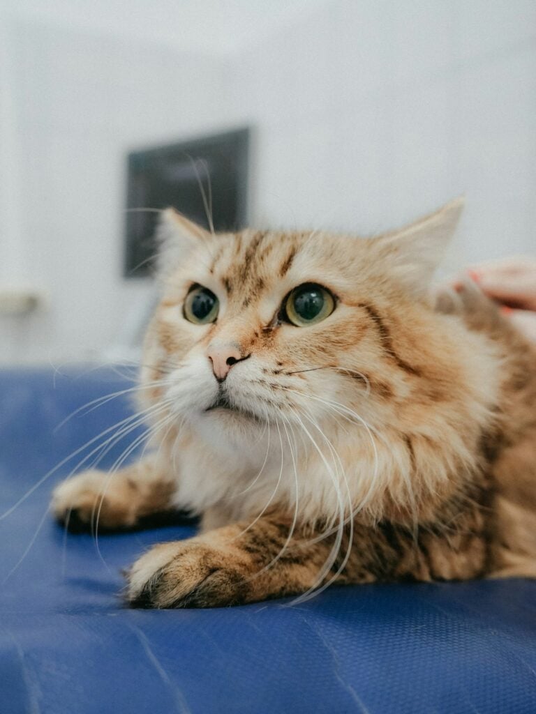 A fluffy orange cat lying calmly on a blue veterinary exam table