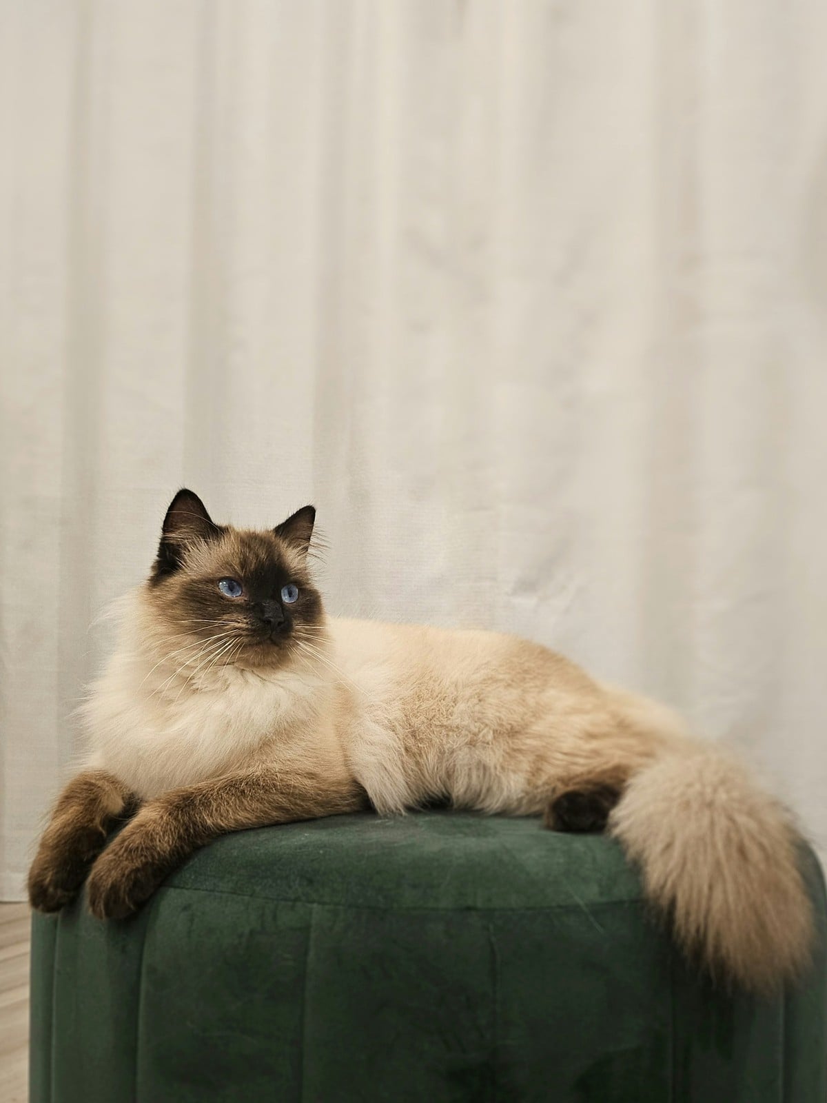 A large seal point Ragdoll cat lying across a green ottoman