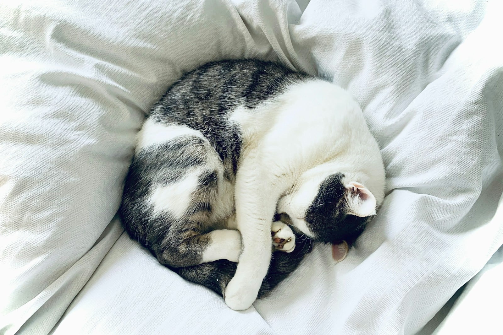 A black-and-white cat curled up asleep on white bedding