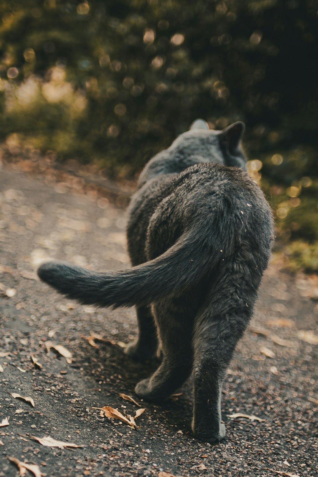 A grey cat walking away down a path with its tail hanging low