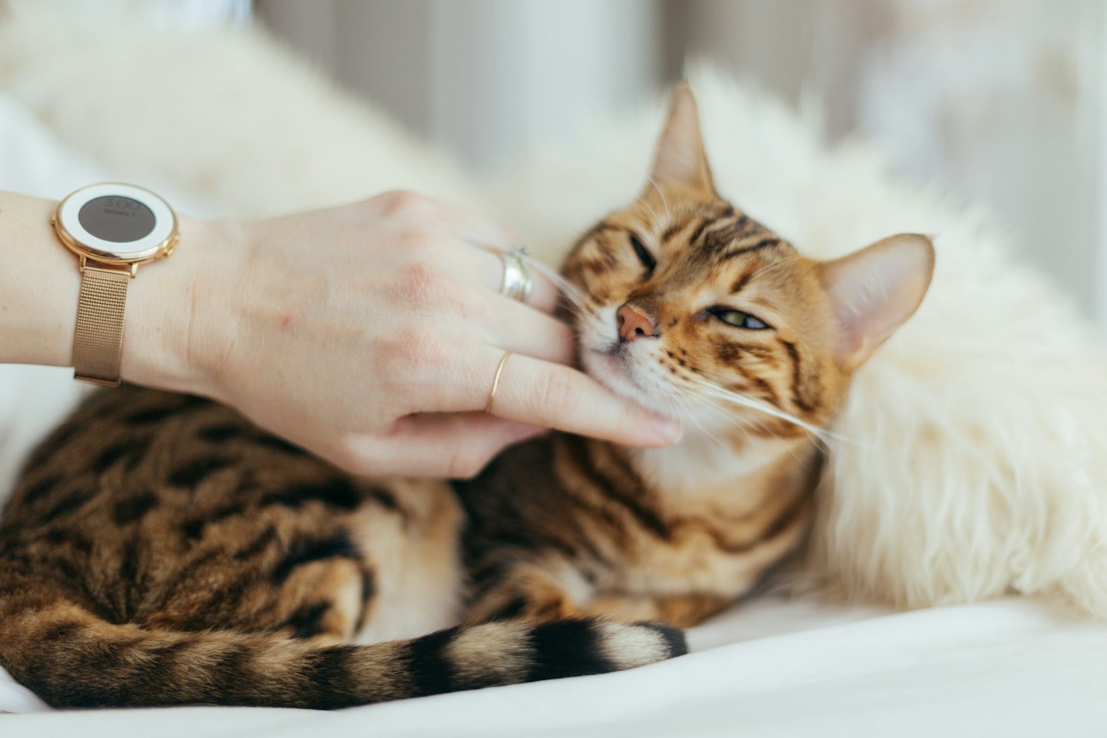 A hand scratching the cheek of a contented Bengal-patterned tabby cat