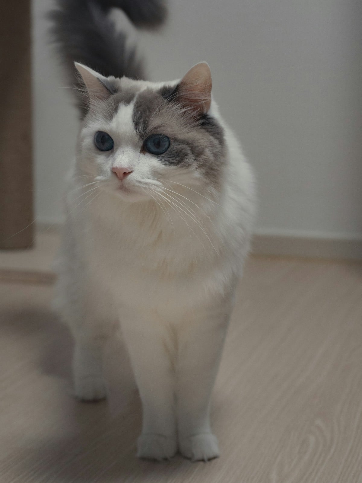 A mostly white Ragdoll cat with blue-gray ears and tail standing on a wood floor