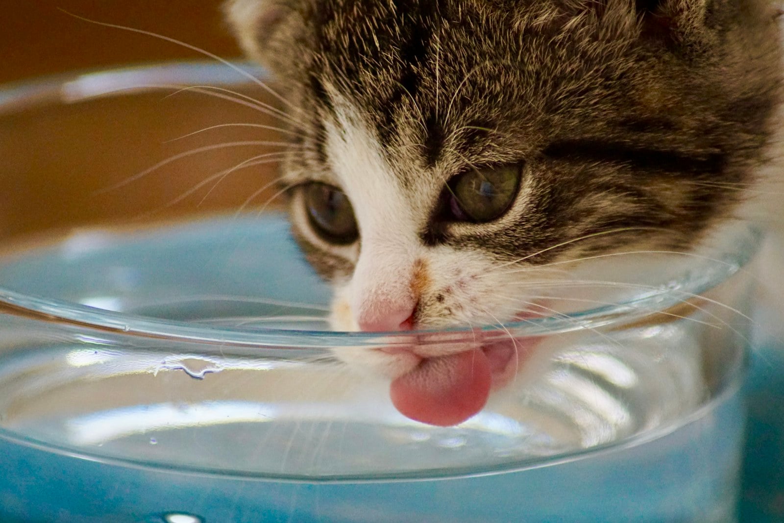 A tabby-and-white kitten lapping water from a clear glass bowl