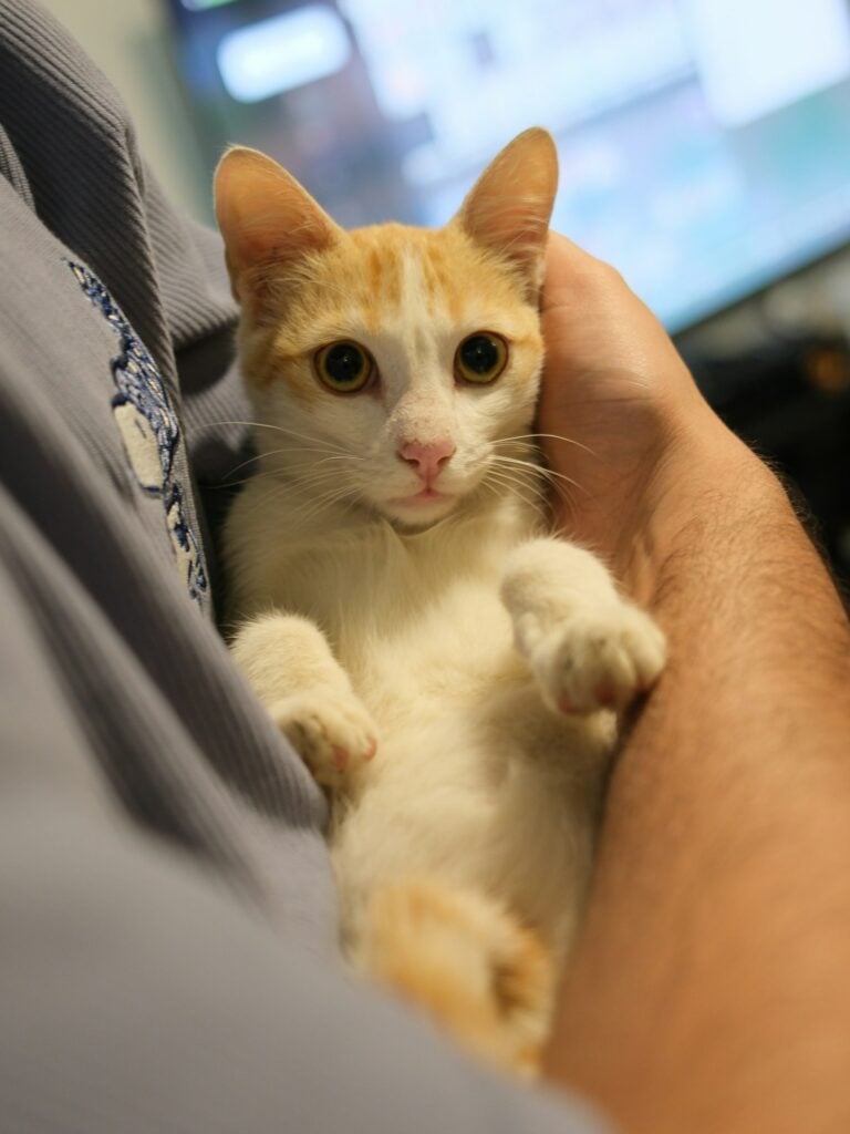 An orange and white kitten held gently in a person's hands
