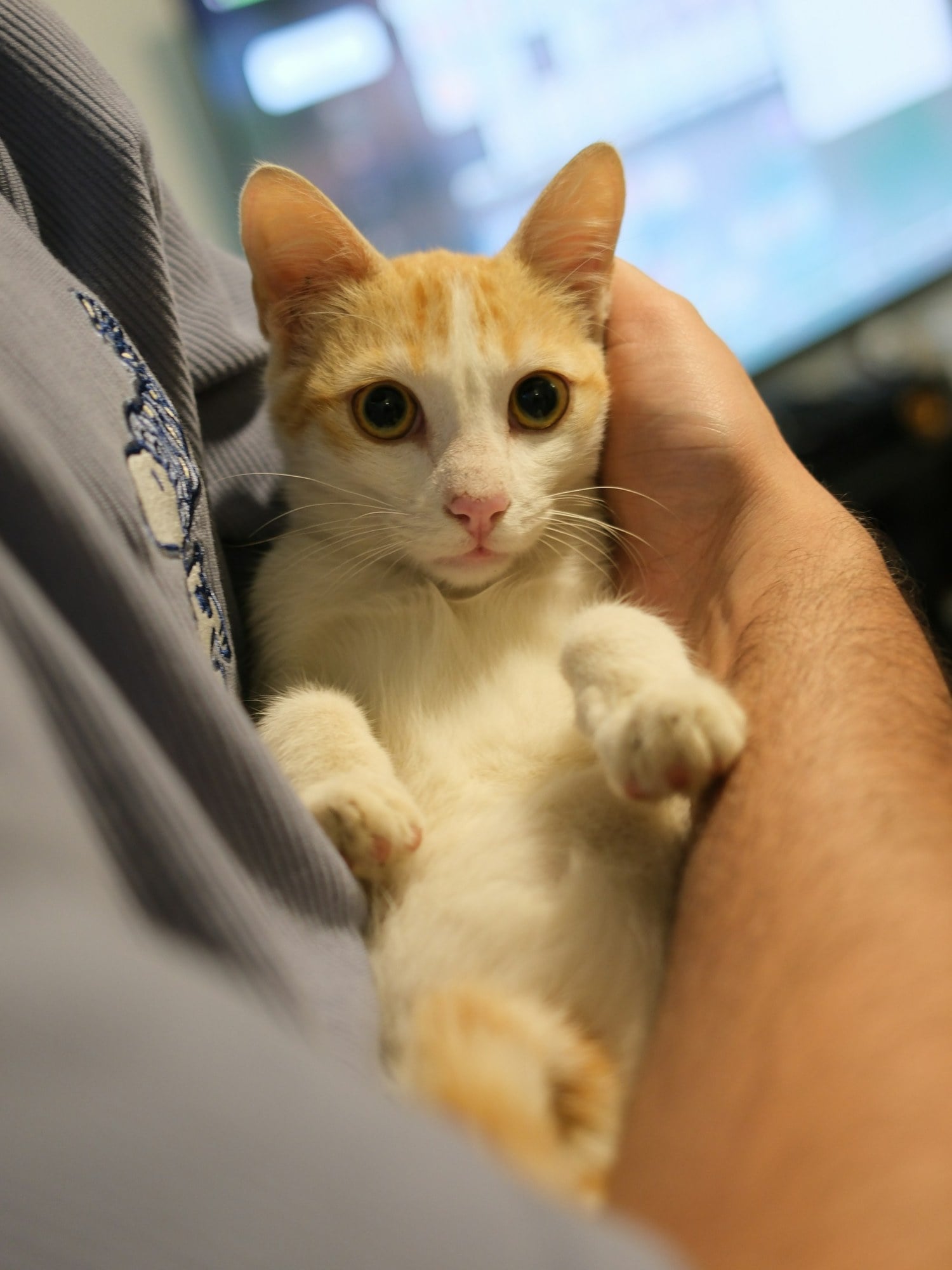 An orange and white kitten held gently in a person's hands