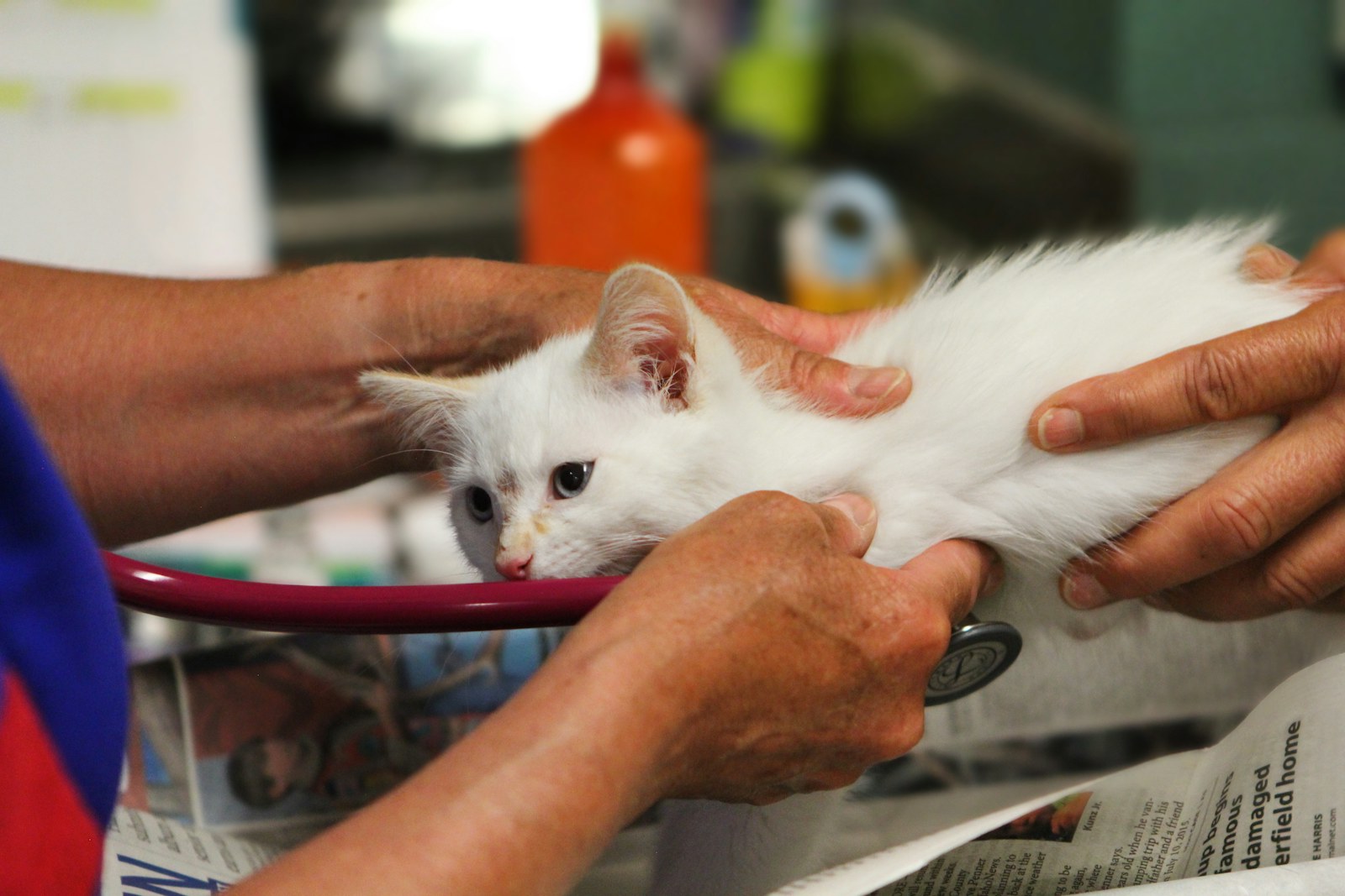 A white kitten held on an exam table while a stethoscope is placed on its chest