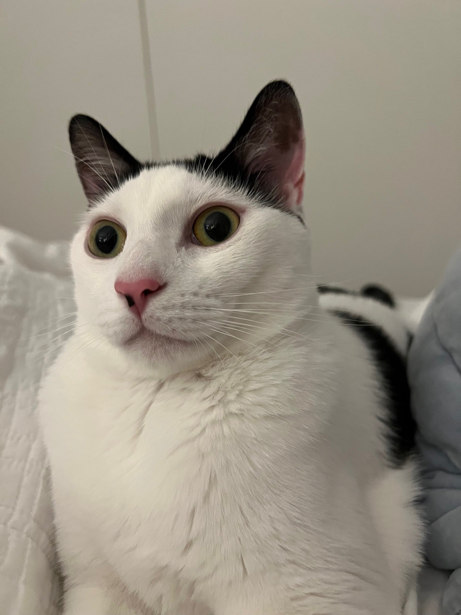 Louis, a black-and-white cat, looking straight at the camera with wide eyes