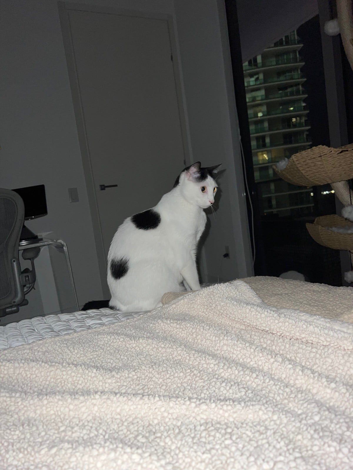 Louis, a black-and-white cat, sitting on the bed at night and looking toward the wall