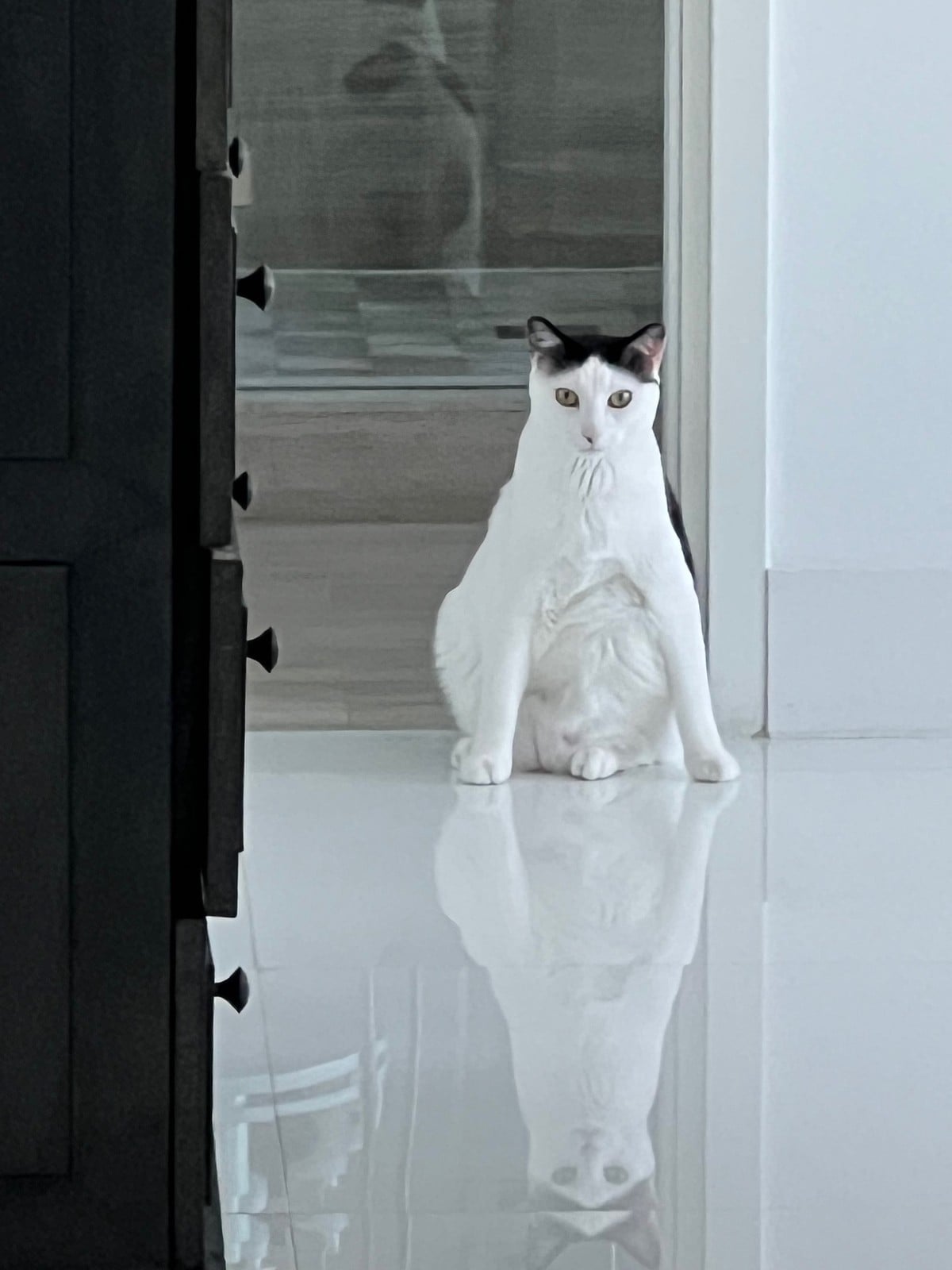 Louis, a black-and-white cat, sitting upright on a tile floor in front of a dark door