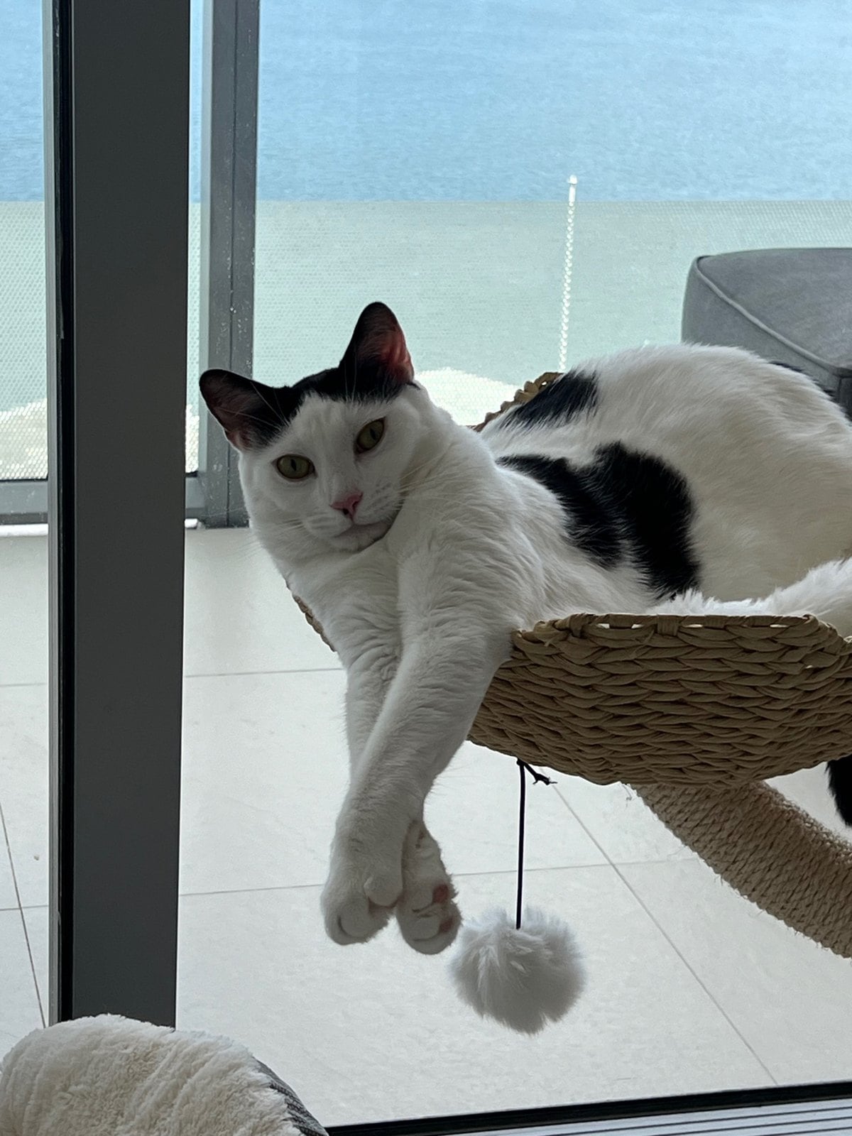 Louis, a black-and-white cat, lounging on a woven cat tree perch by the window with a white pom-pom toy hanging below his paws