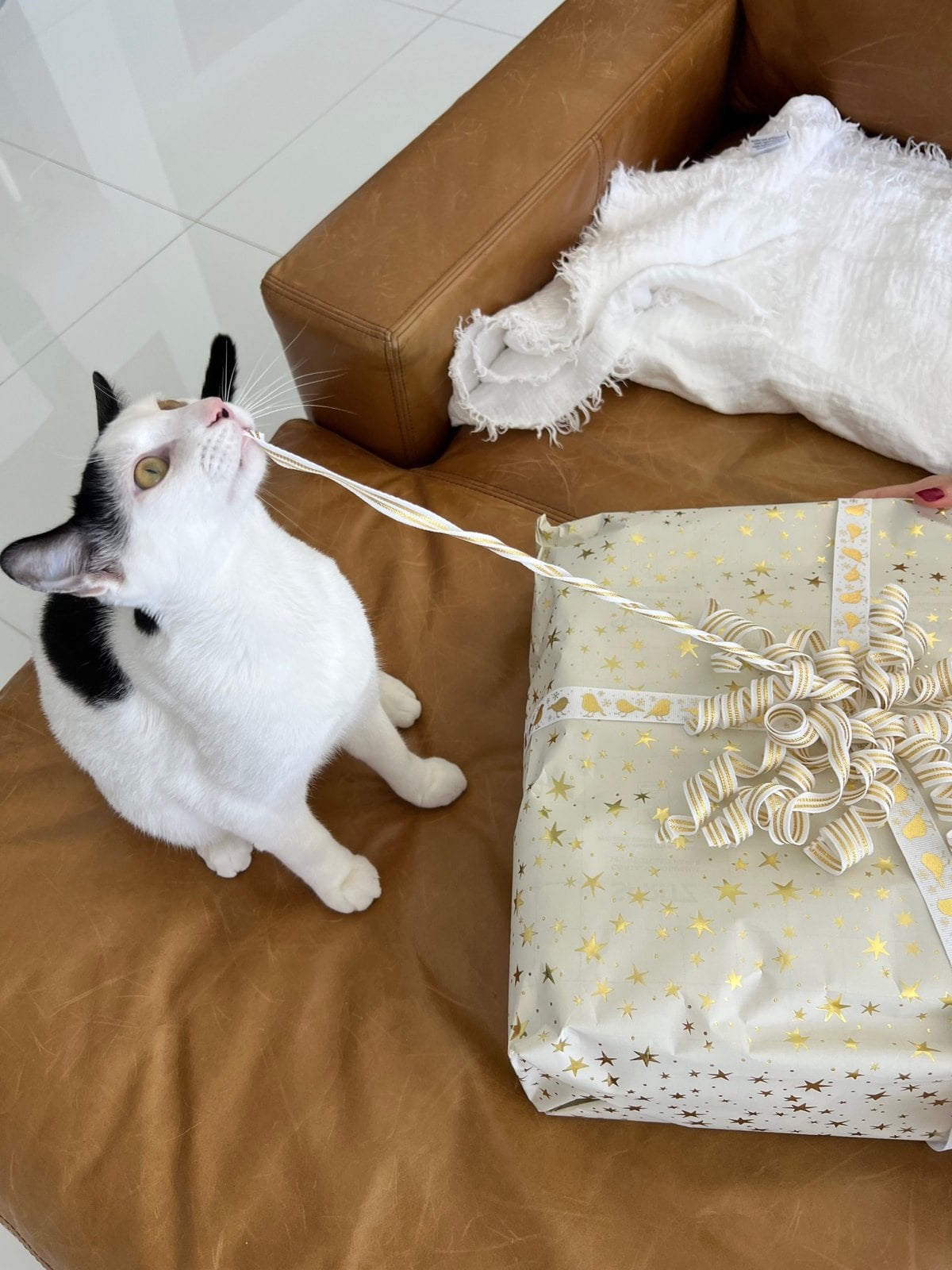 Louis sitting on a leather couch with a strand of gift ribbon in his mouth, next to a wrapped present