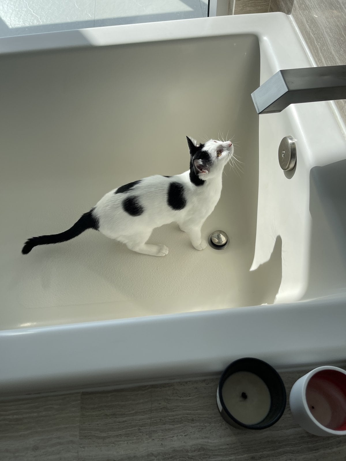 Louis, a white cat with black patches, standing in an empty bathtub with his tail straight up