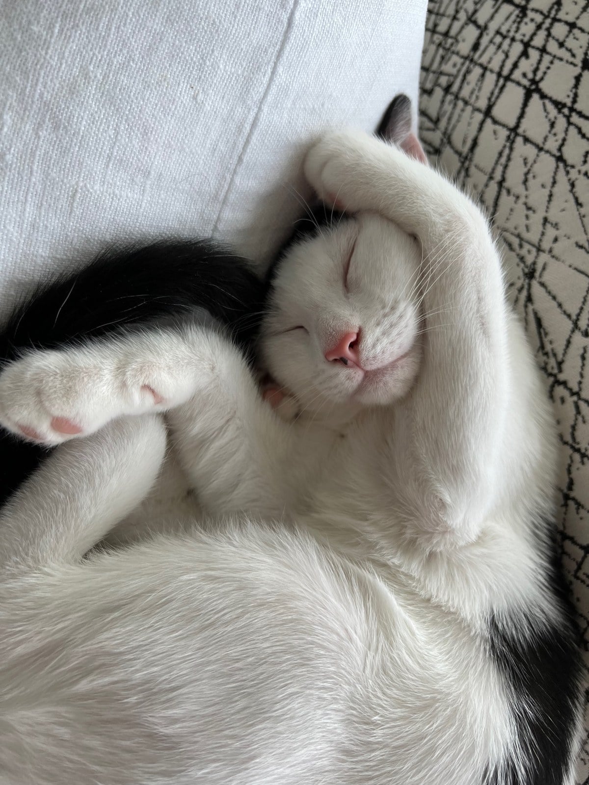 Louis as a kitten, white with black patches, fast asleep on his back with his paws up