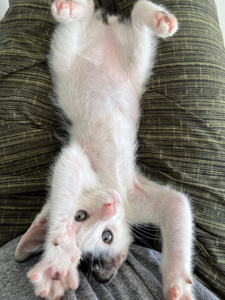 Louis as a kitten, white with black patches, lying upside down with his belly up on a lap