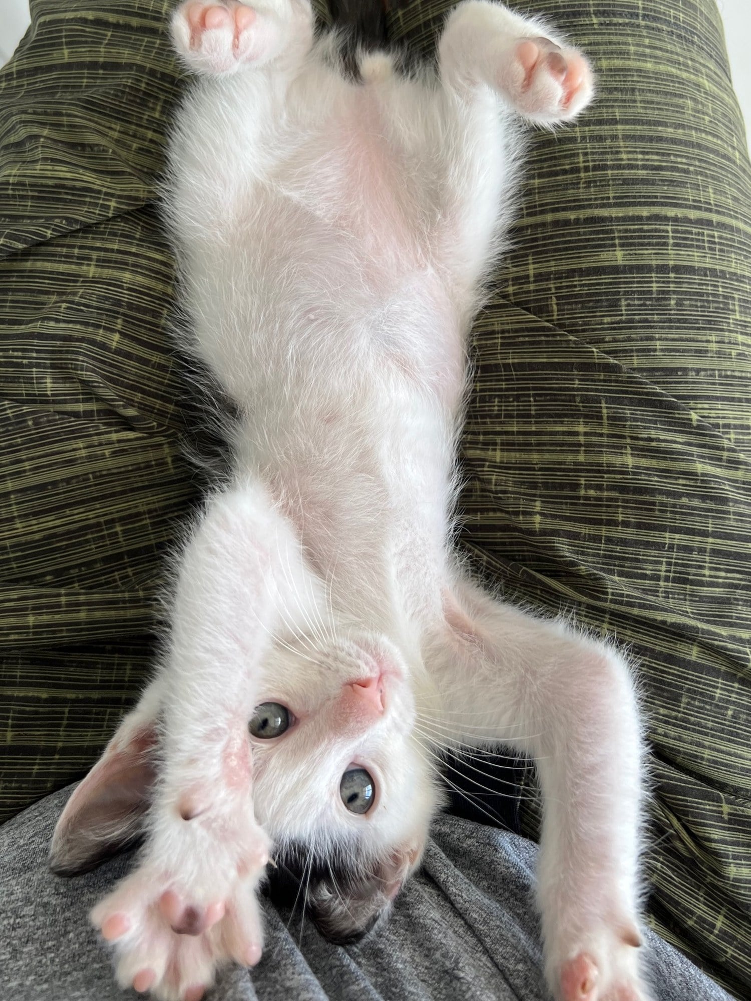 Louis as a kitten, white with black patches, lying upside down with his belly up on a lap