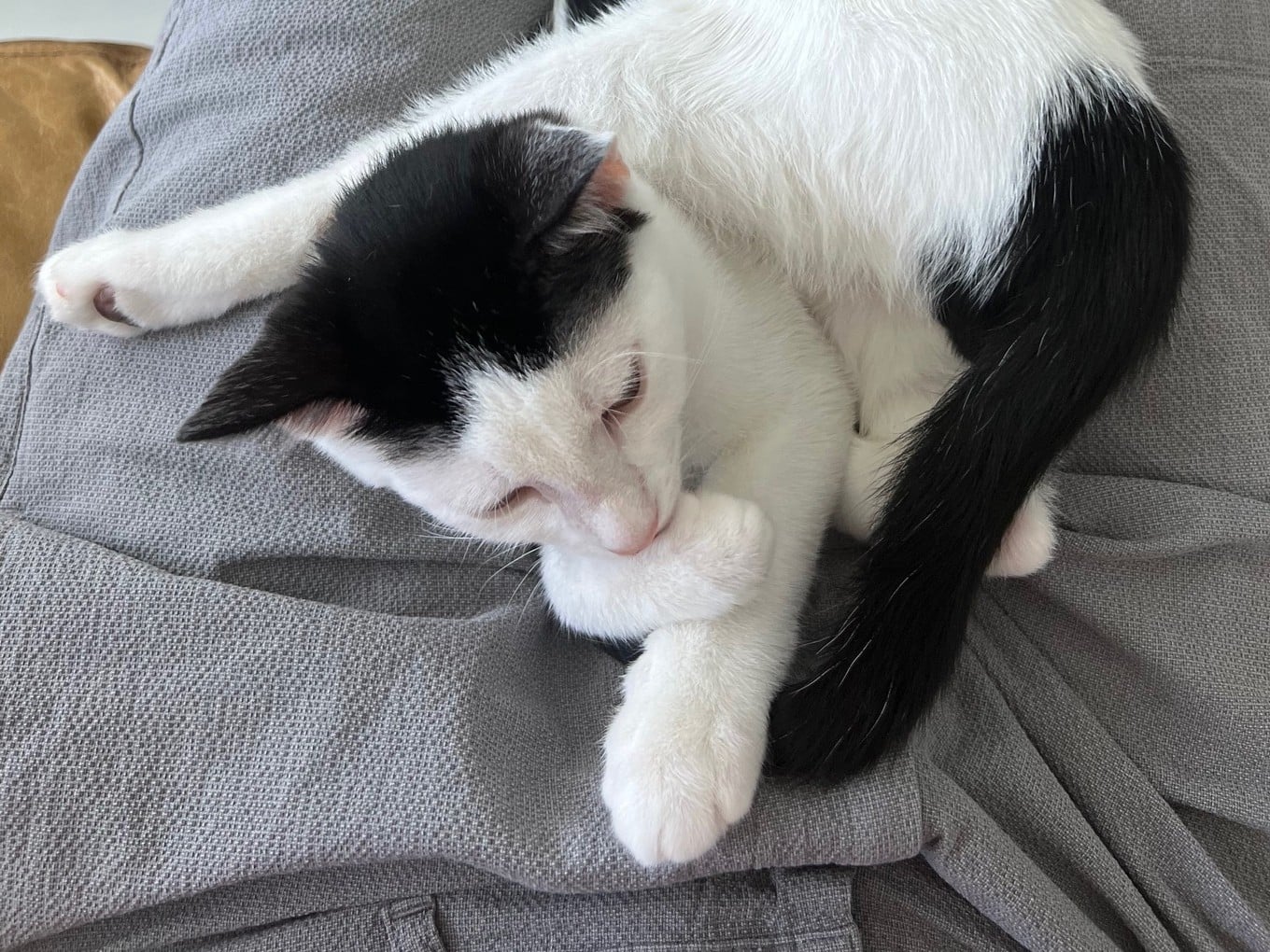 Louis as a small black and white kitten curled up on a lap in gray shorts, licking his front paw