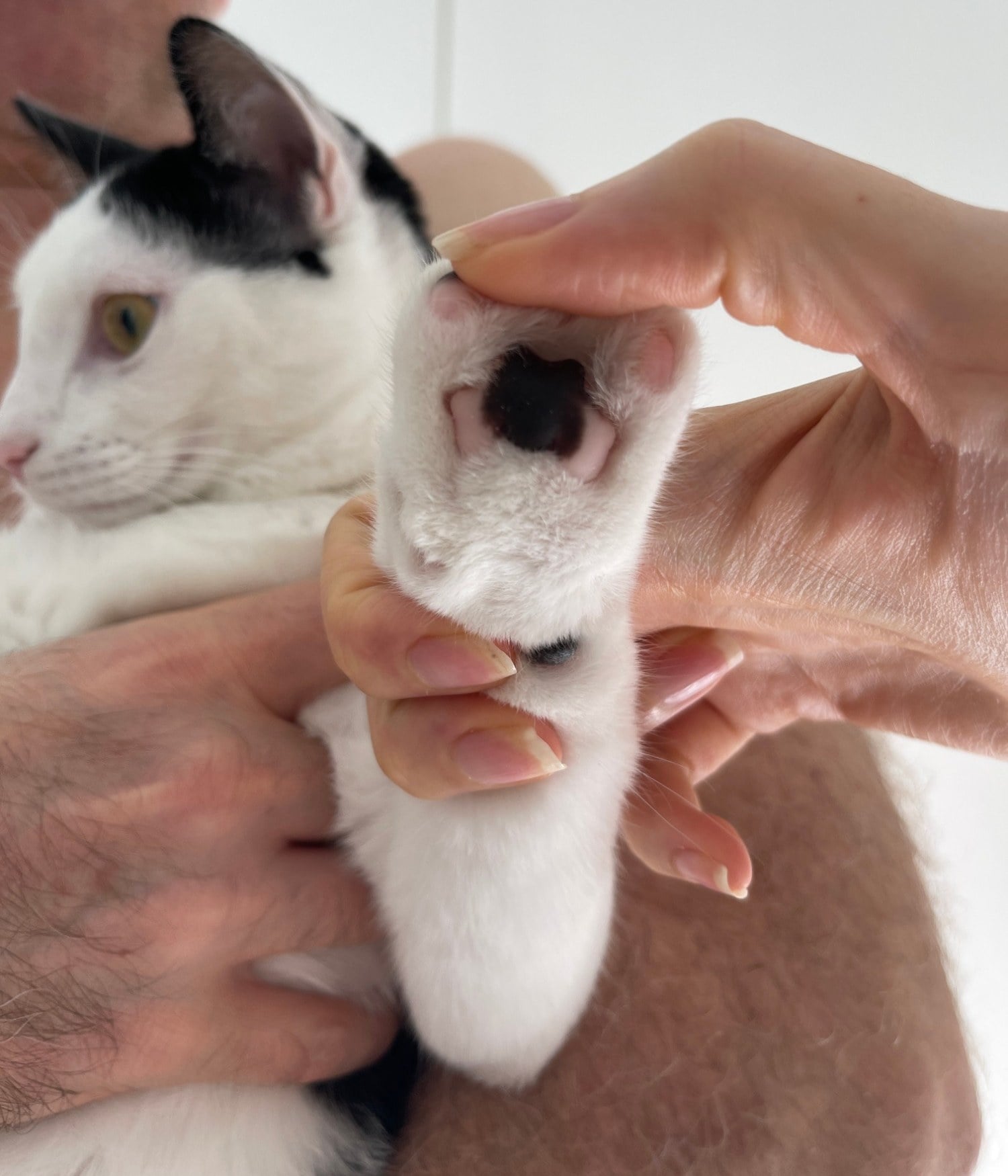 Louis, a white cat with black patches, having his paw held up to show his pink and black toe beans