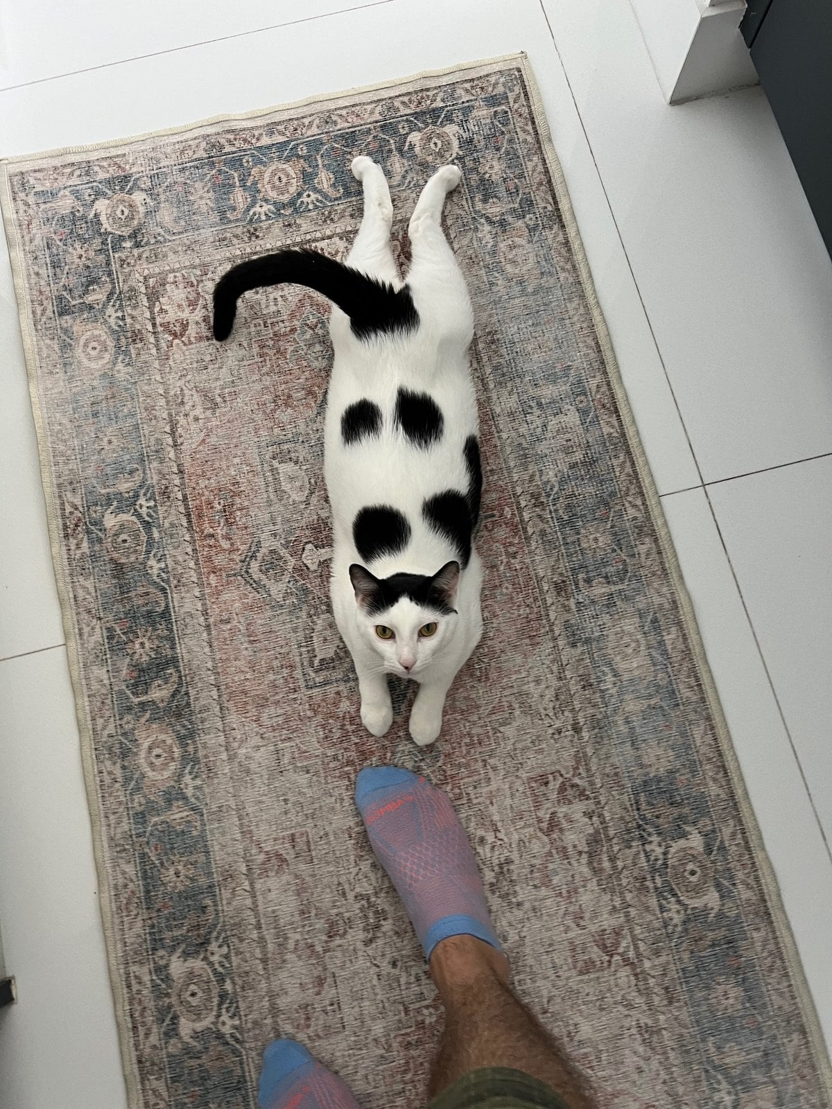Louis walking across a patterned rug toward the camera with his tail up and hooked at the tip