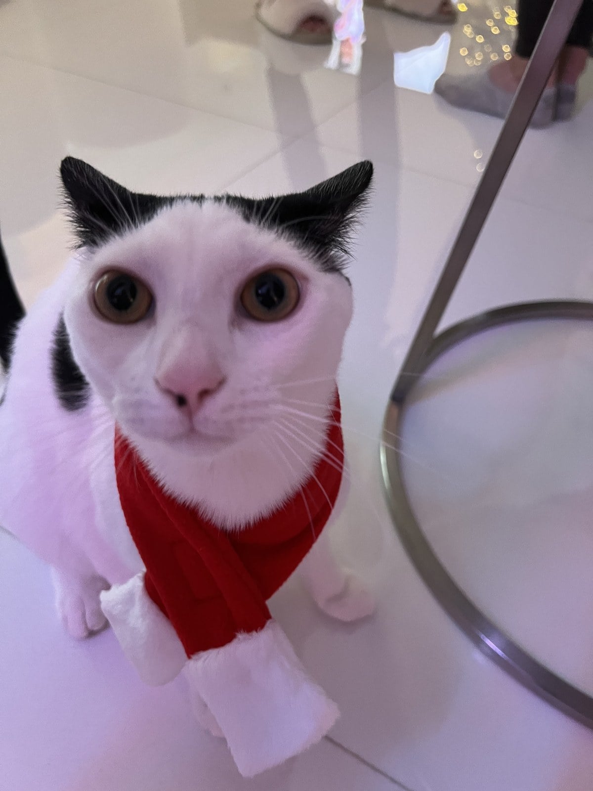 Louis, a white cat with black patches, wearing a red Santa scarf with white fluffy ends on Christmas Day