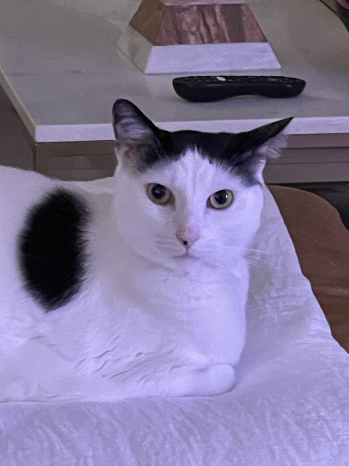 Louis lying on a white bed with his head up, staring at the camera