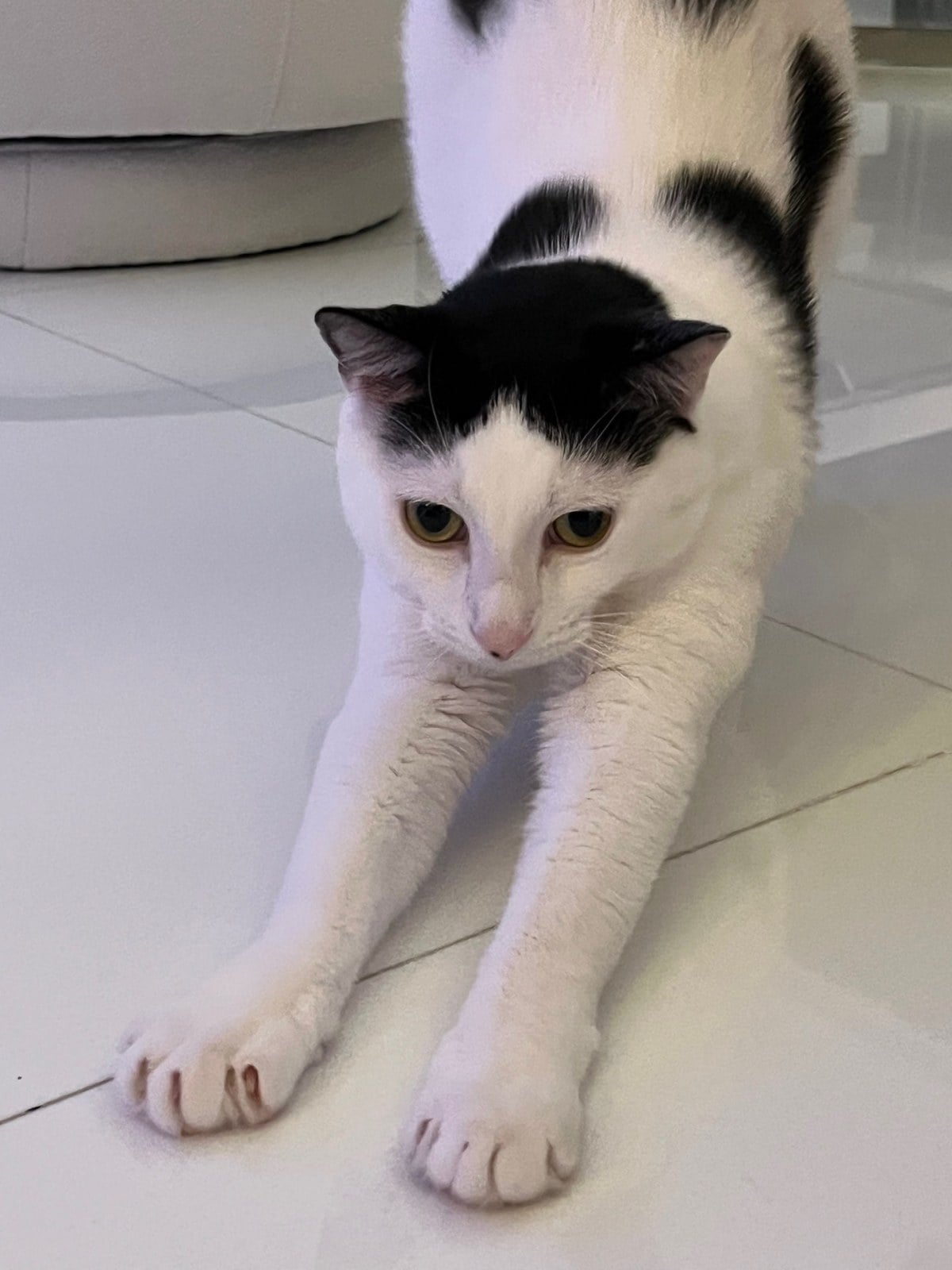 Louis stretching his front legs out across a white tile floor