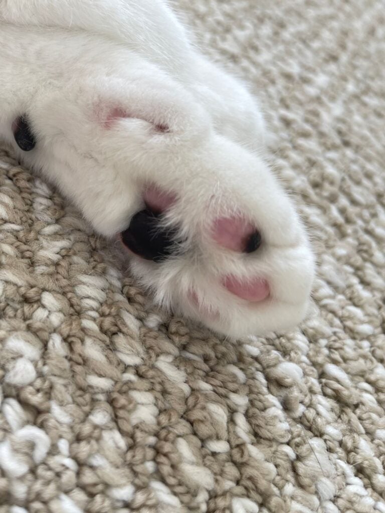 Close-up of Louis's white paw resting on a rug, with pink and black toe beans
