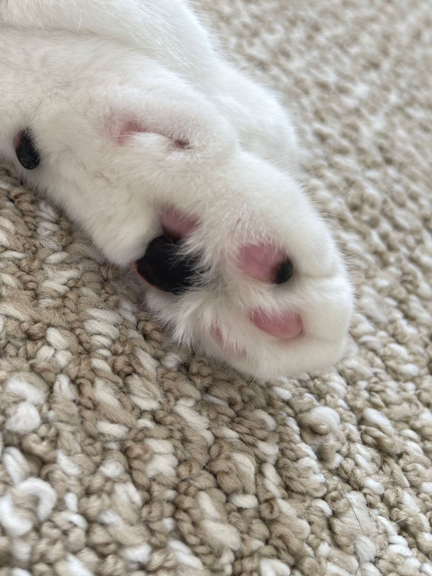 Close-up of Louis's white paw resting on a rug, with pink and black toe beans
