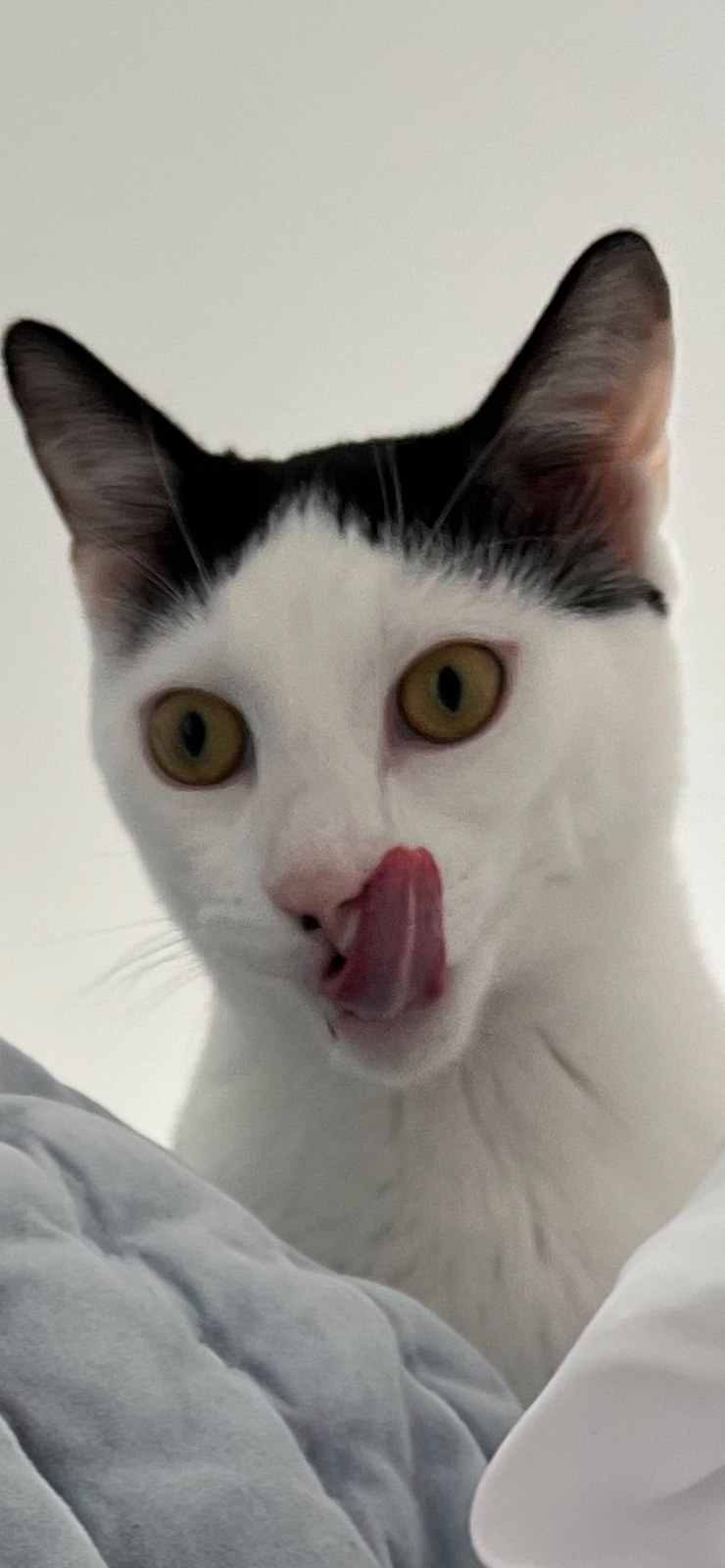 Louis, a white cat with black patches, looking at the camera with his tongue sticking out