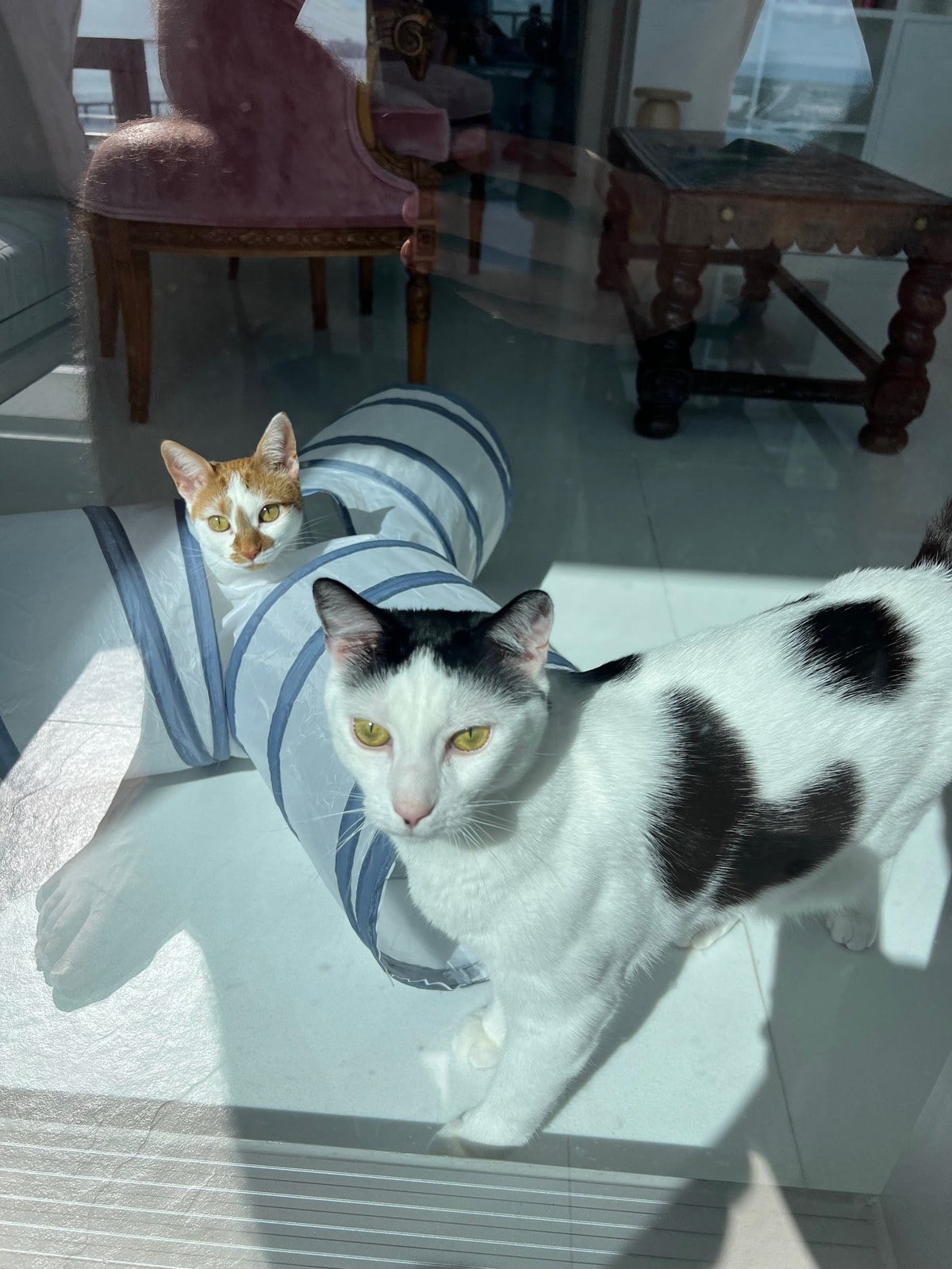 Louis walking toward the camera on a sunny tile floor while Thelma sits inside a striped play tunnel